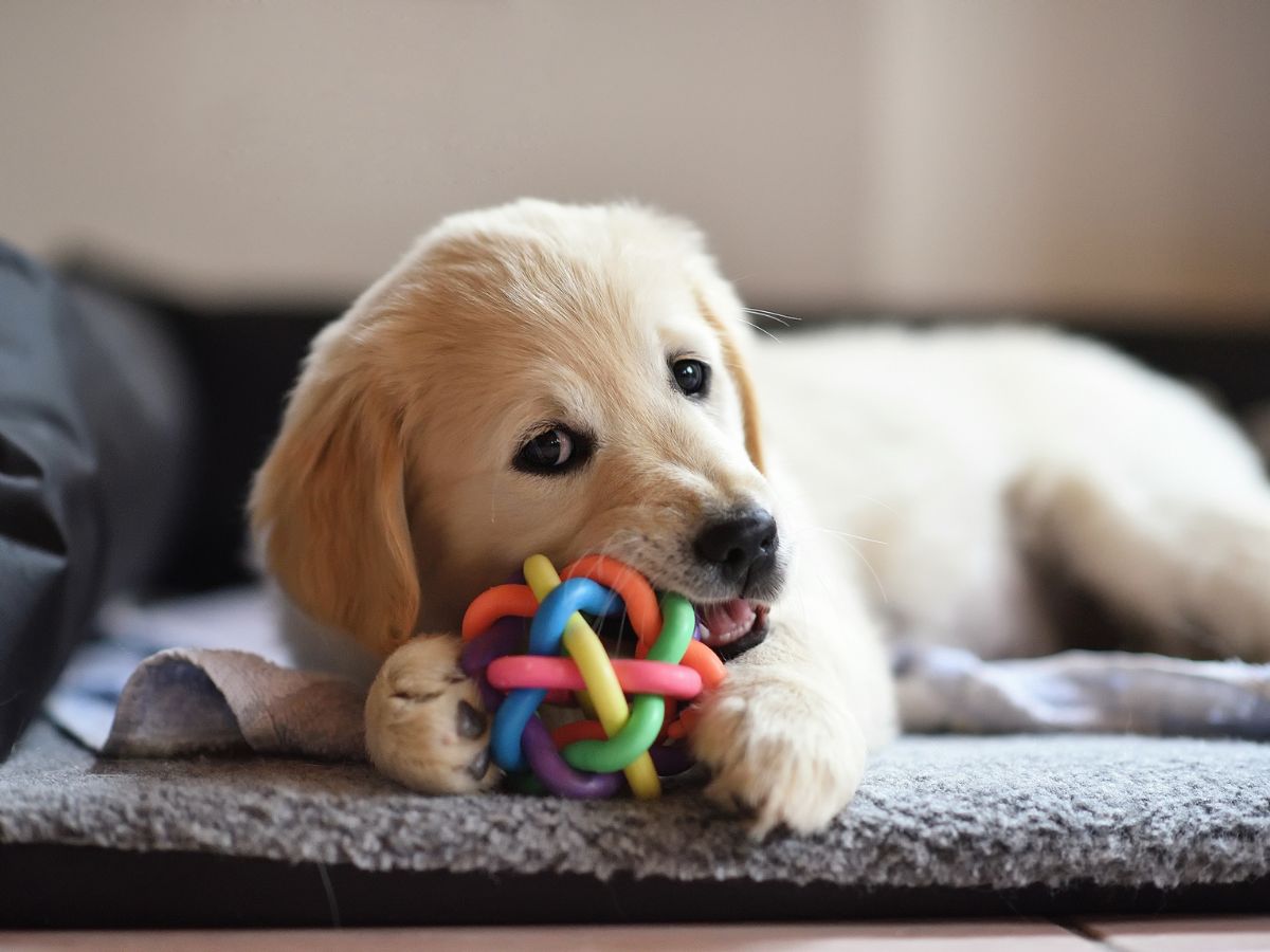 puppy playing