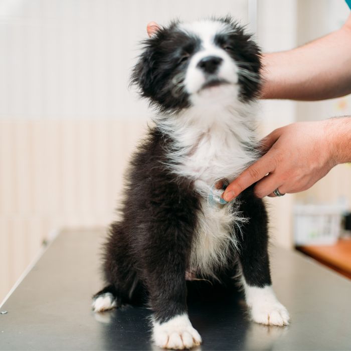 A male veterinarian examining a dog