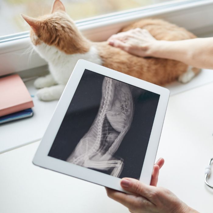 A vet examining the X-ray image of a cat